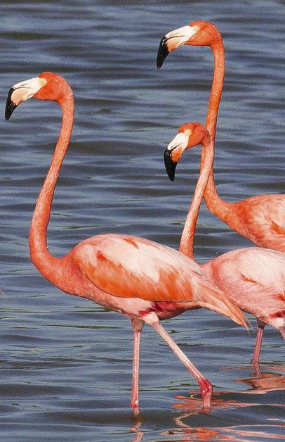 Laguna de los Flamencos